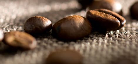 Hay más de 50 especies de café