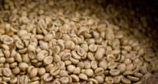 Se extraen y se secan las semillas de los frutos rojos de café